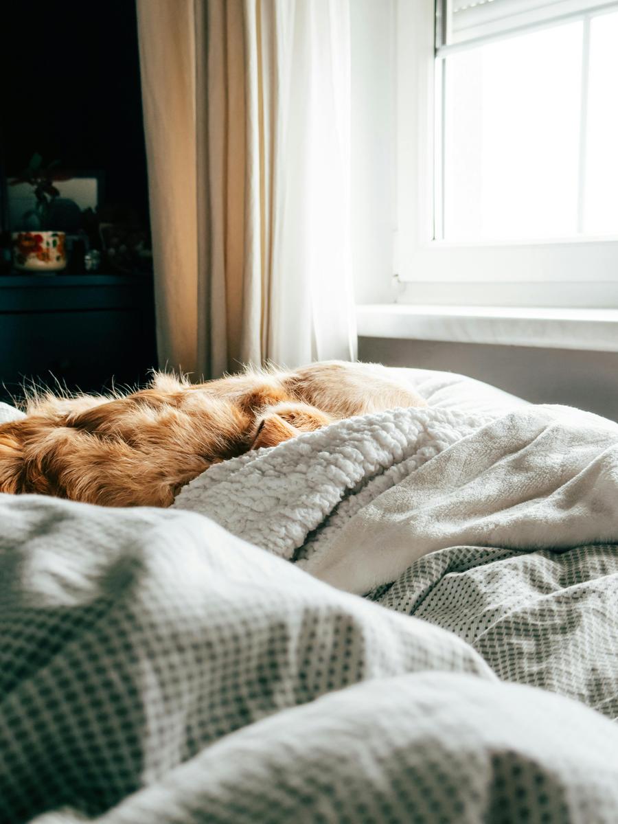 Cozy bedroom